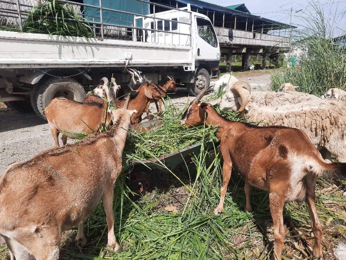 October 2021 Goats And Sheep Raising Manigo Agri Business Park Balungao Pangasinan