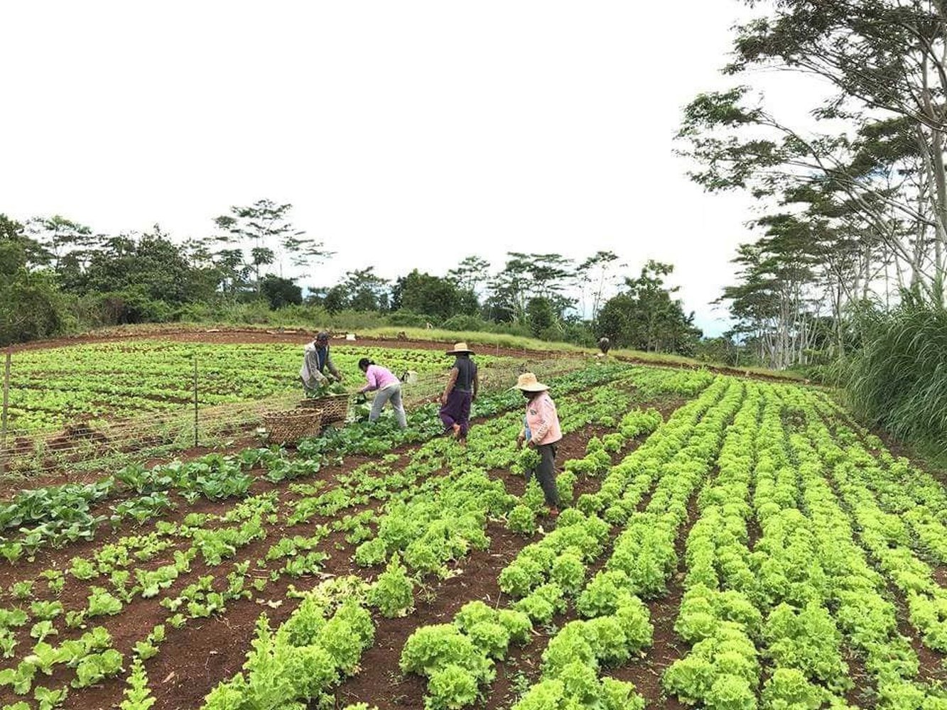 Total Land Area Used For Agricultural Crop Cultivation In Philippines 