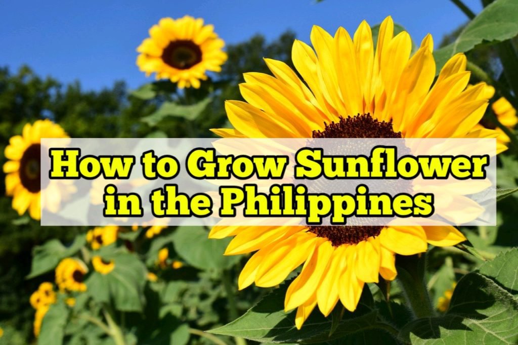 Grow Sunflowers In The Philippines