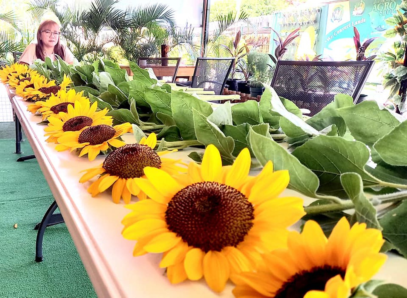 Sunflower Farm in San Pablo, Laguna Philippines Living in Laguna