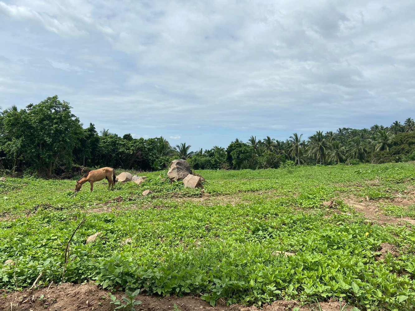 small-farms-large-farms-farm-lots-philippines