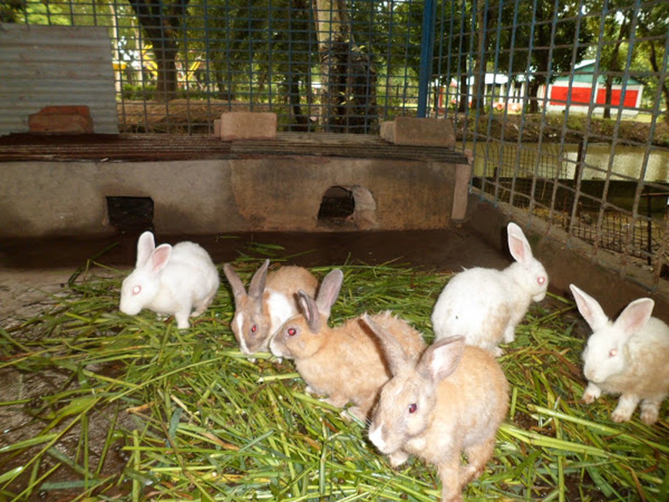 Easy Animals To Raise On A Small Farm Manigo Agri Business Park 