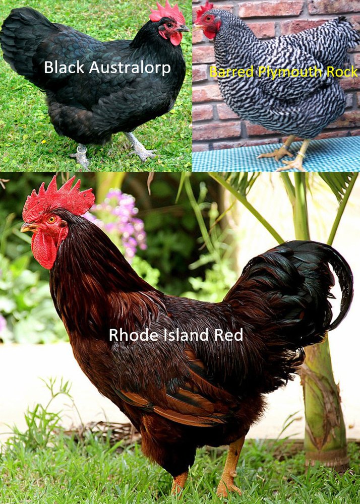 black and red chicken breeds
