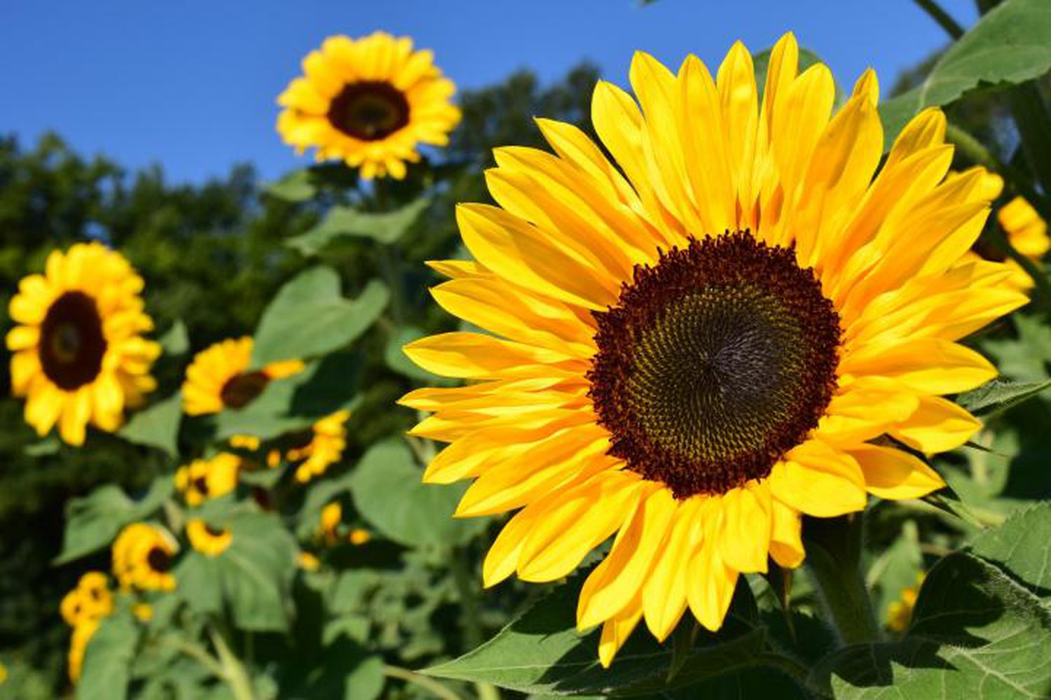 Plant Grow And Care For Sunflowers