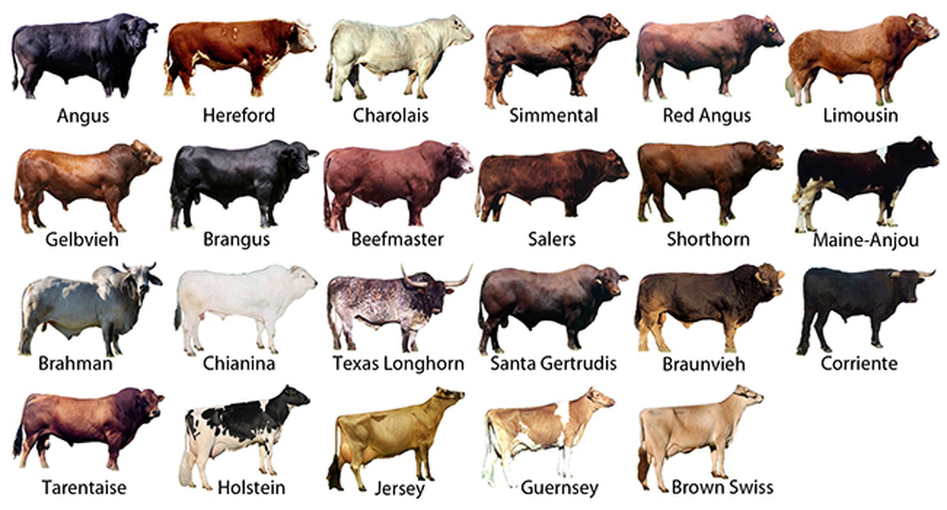 Various Cattle Breeds In The World And Philippine Native Cow Manigo 