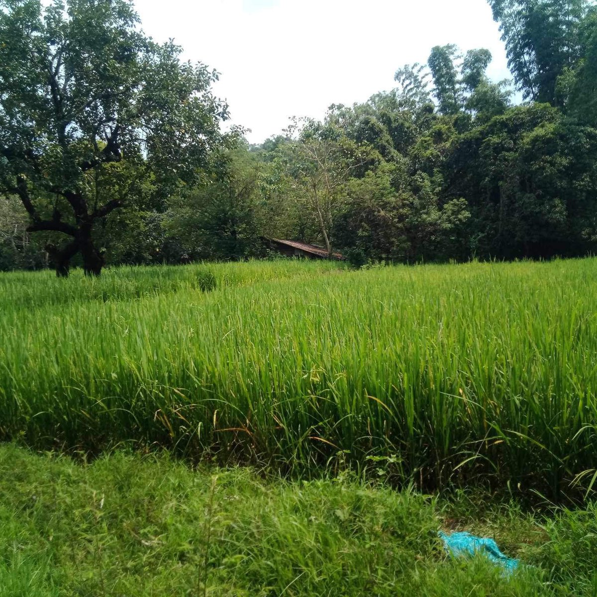 16 hectares agricultural farm lot TANAY RIZAL [Lot 🚜] (September 2024