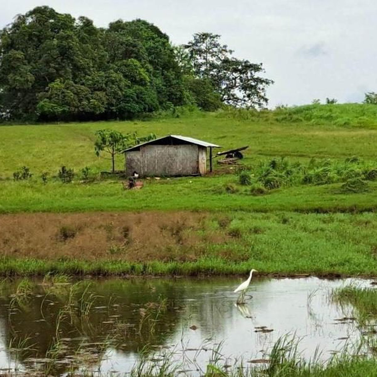 6 Hectares Pasture land For Sale in Narra Palawan [Lot 🚜] (August 2024