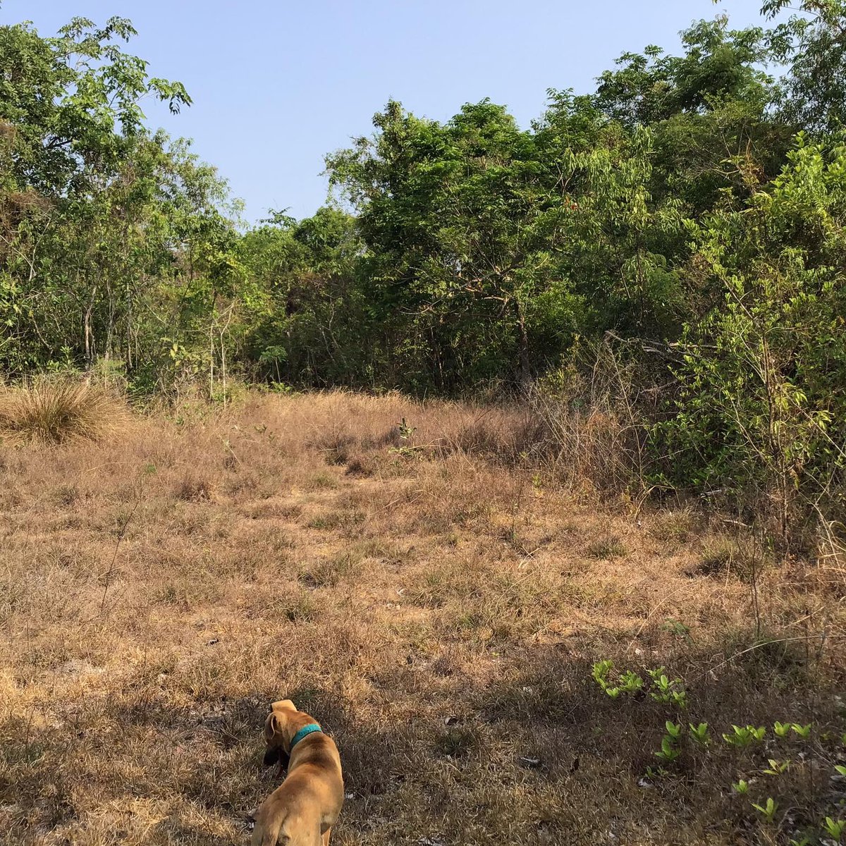 350/sqm 21 Hectares Agricultural Farm For Sale in Sta Cruz, Zambales [Lot 🚜] (April 2023) in