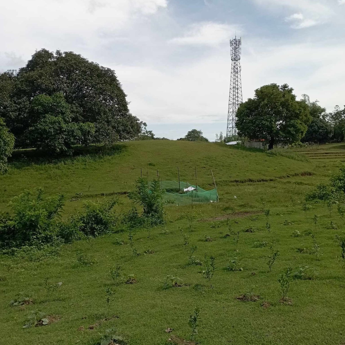 1.7 hectares Agricultural Farm For Sale in Umingan Pangasinan [Lot 🚜] (September 2024) in