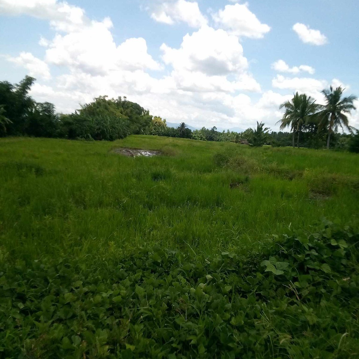 11.126 Hectares Farm Lot for Sale in Laguna. [Lot 🚜] (September 2024