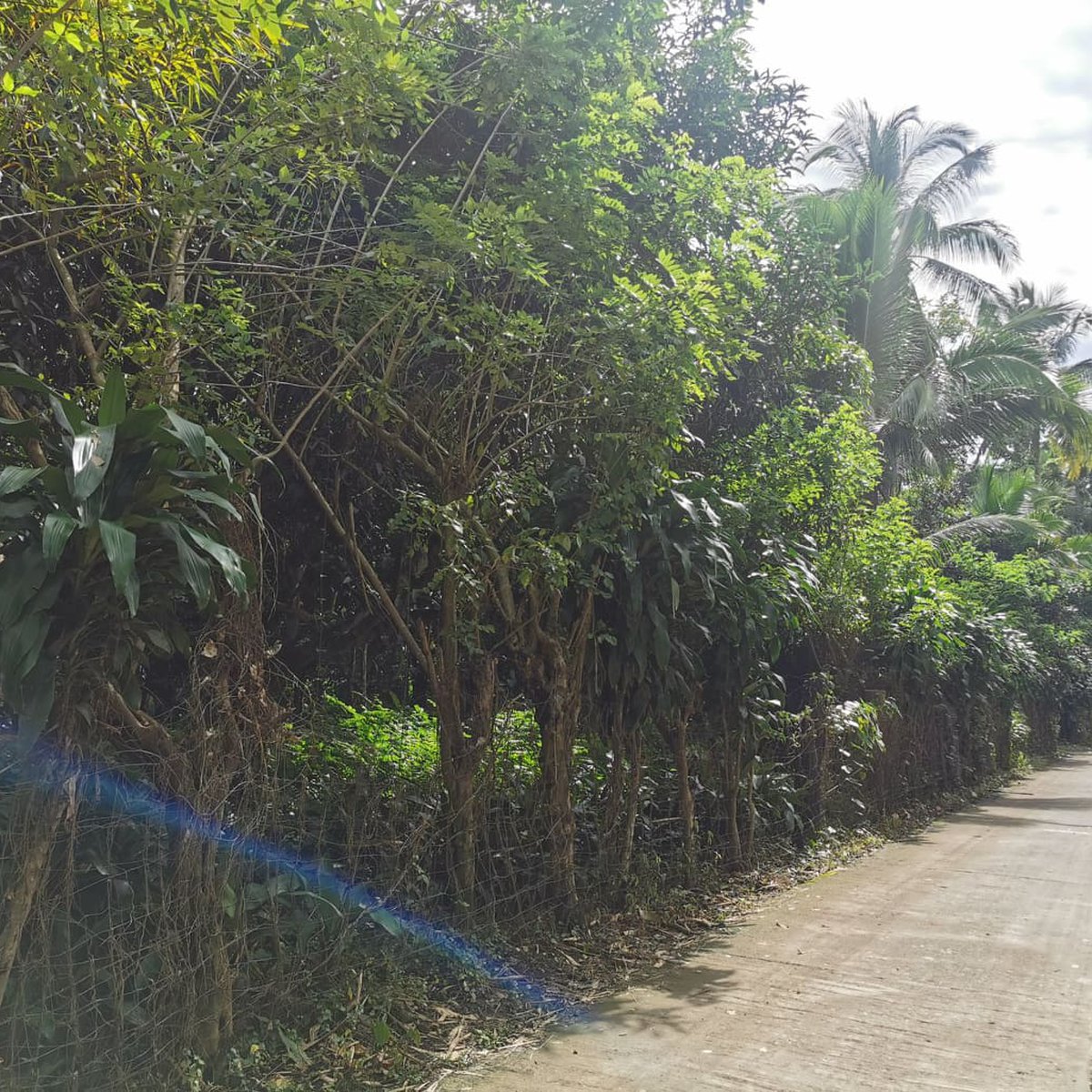 Good for Residential with Fruit Bearing Trees [Lot 🚜] (December 2021