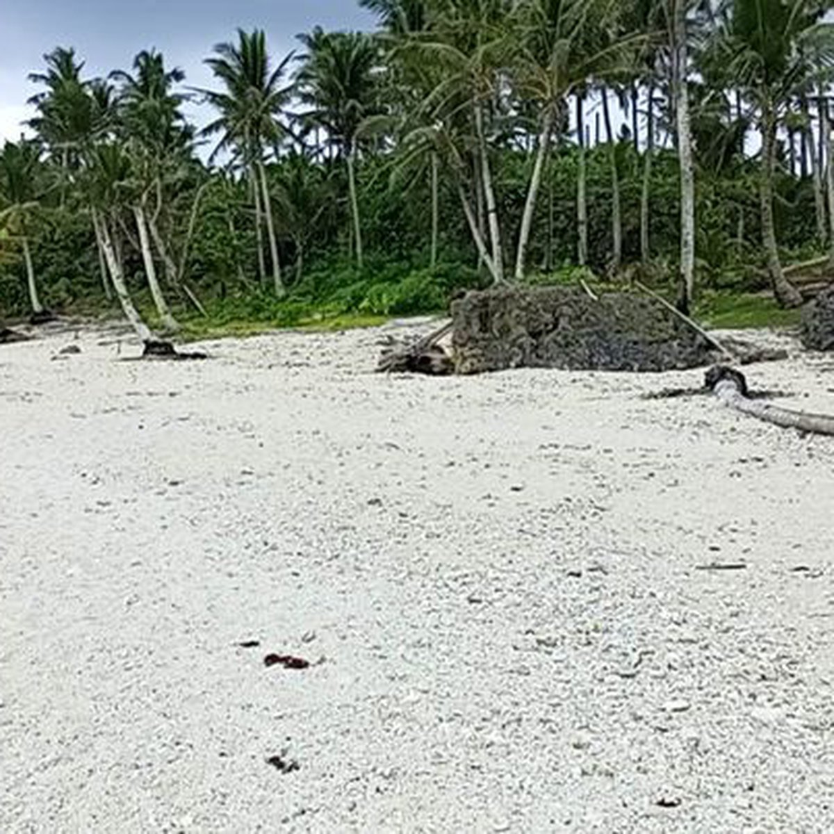 Beachfront Property For Sale Pilar, Siargao Island [Beach Property 🏖️