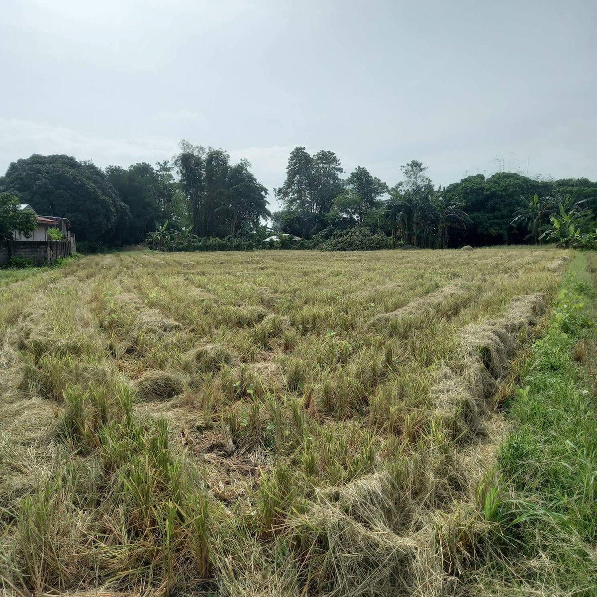 3,042sqm Agricultural Farm for sale in Manaoag Pangasinan [Lot 🚜] (November 2023) in Manaoag