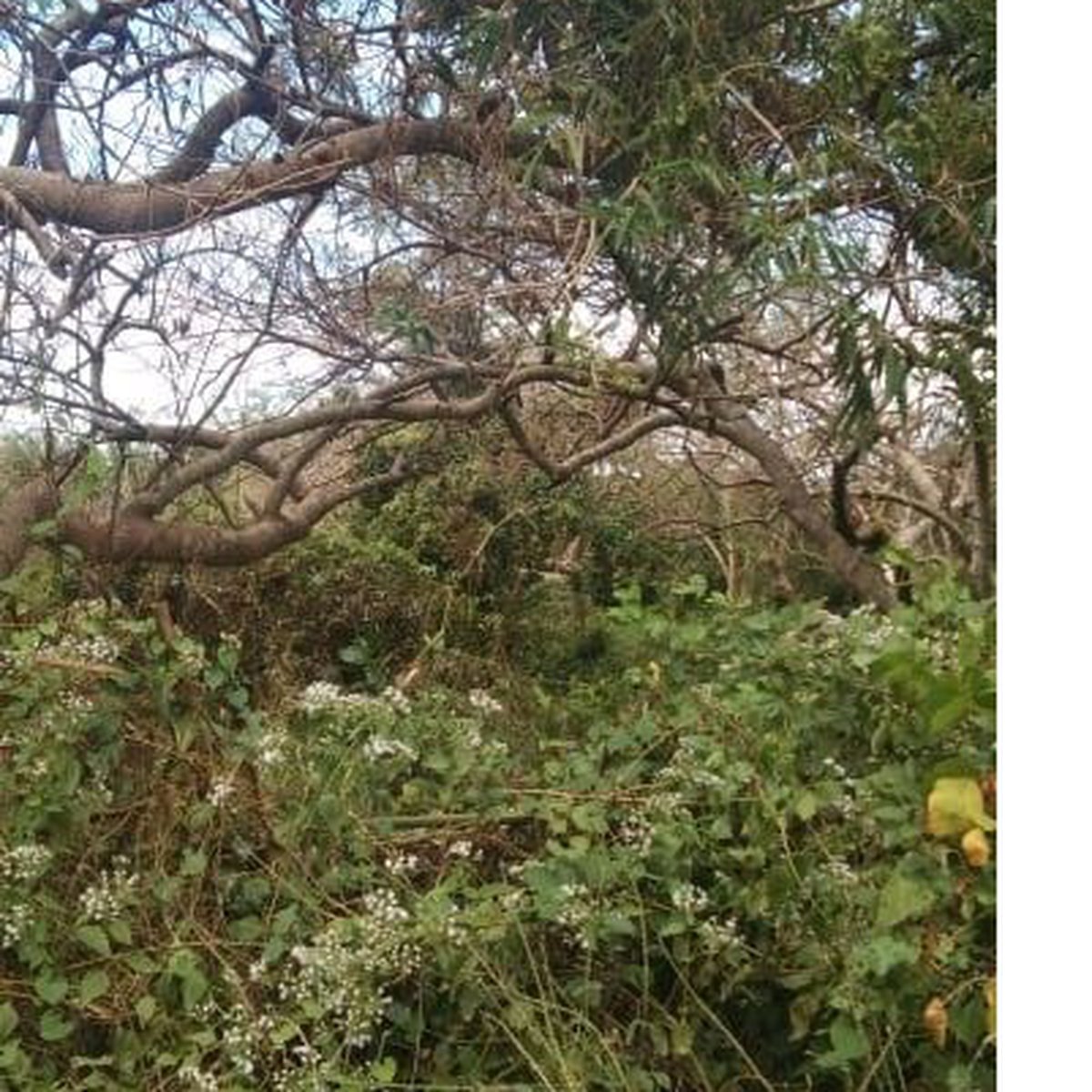 Tara Bolinao Pangasinan Along the Hi way 3000sqm [Lot 🚜] (January 2021