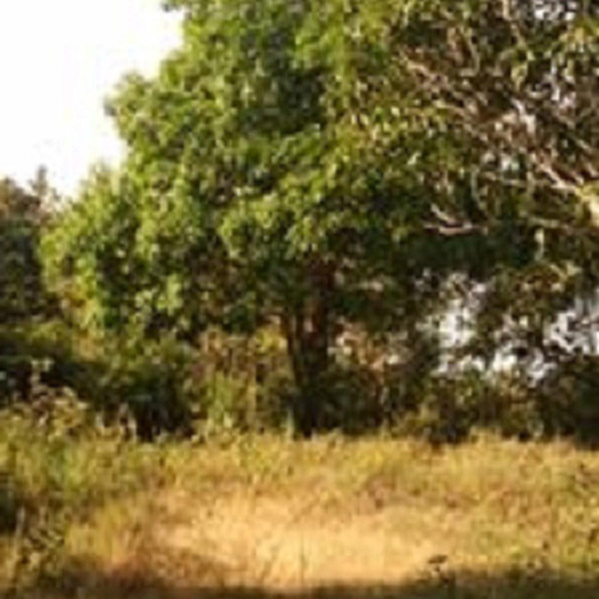 Farm Lot at Sual Pangasinan 7.9Has [Lot 🚜] (January 2021) in Sual