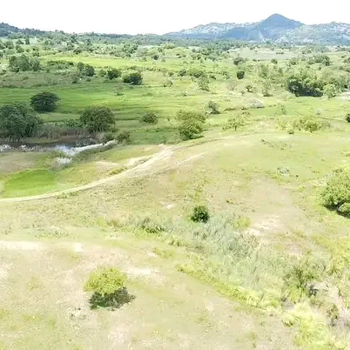 Land good for pasture [Lot 🚜] (April 2024) in Lupao, Nueva Ecija for sale