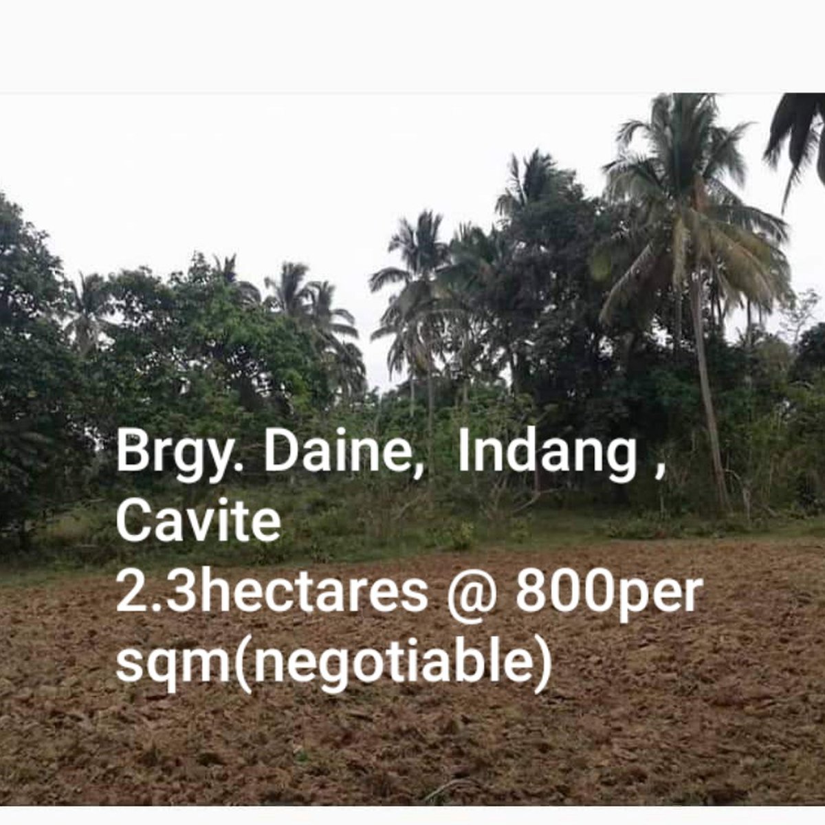 2.3has farm lot at brgy Daine indang cavite,800per sqm [Lot 🚜