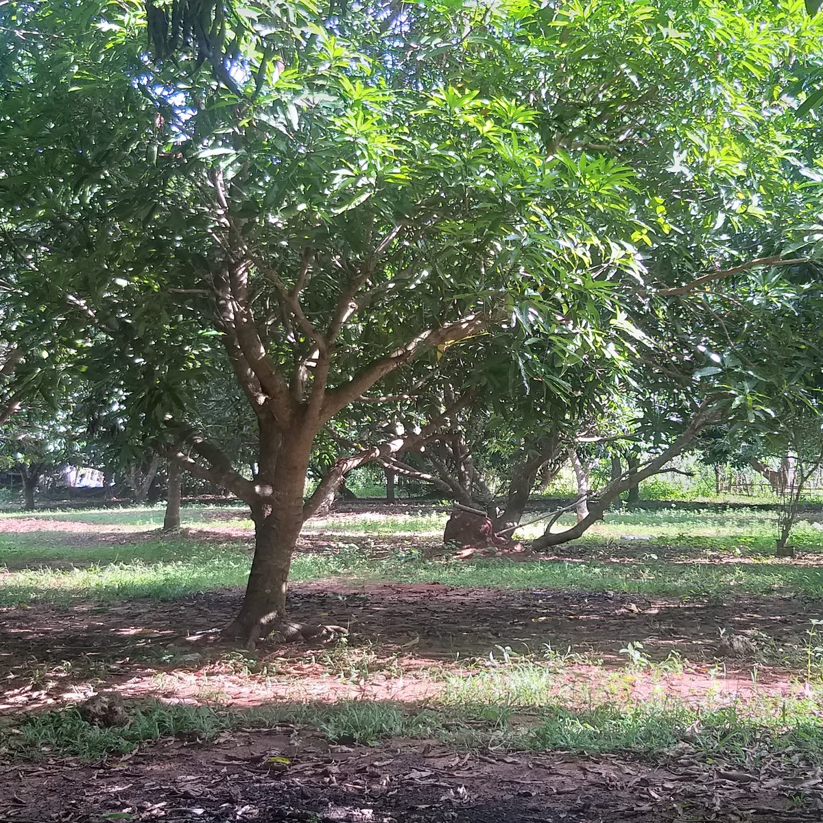 Mango Residential Farm 1hectar for Sale in Bolinao Pangasinan. [Lot 🚜