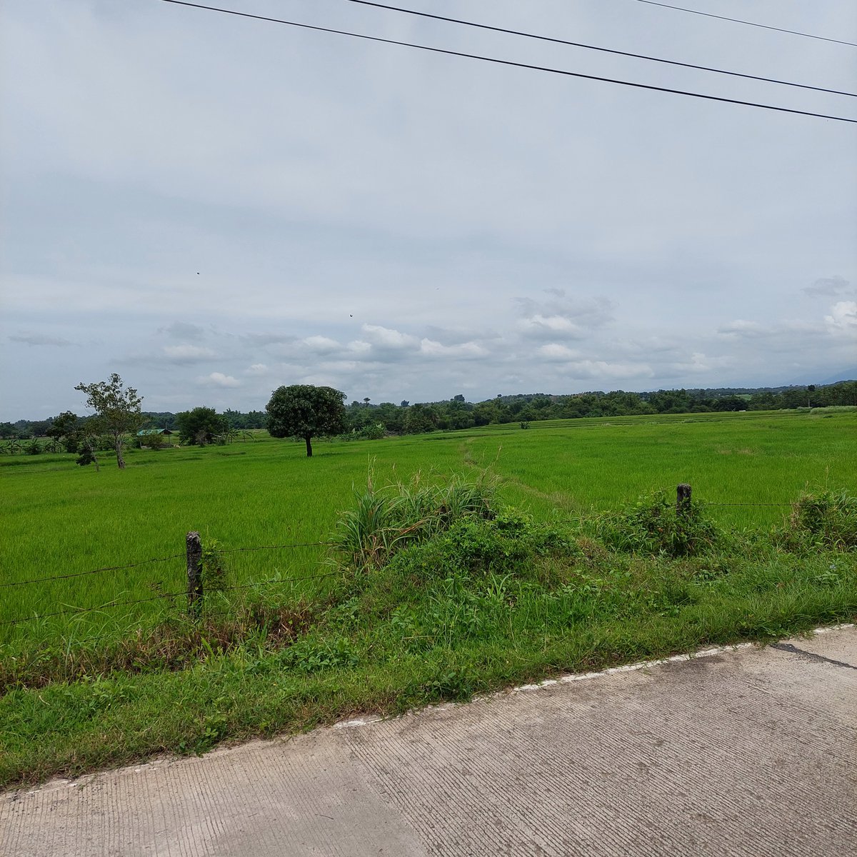 200000 sqm Agricultural Farm For Sale in Umingan Pangasinan [Lot 🚜