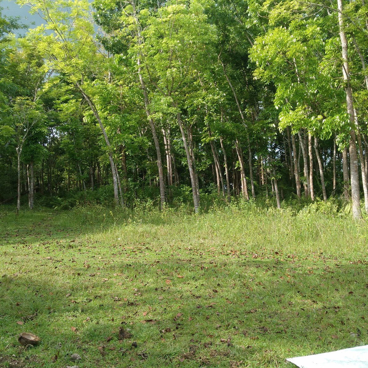 1.9 HECTARES LOT FOR SALE IN SAMBOG, CORELLA,BOHOL [Lot 🚜] (June 2024