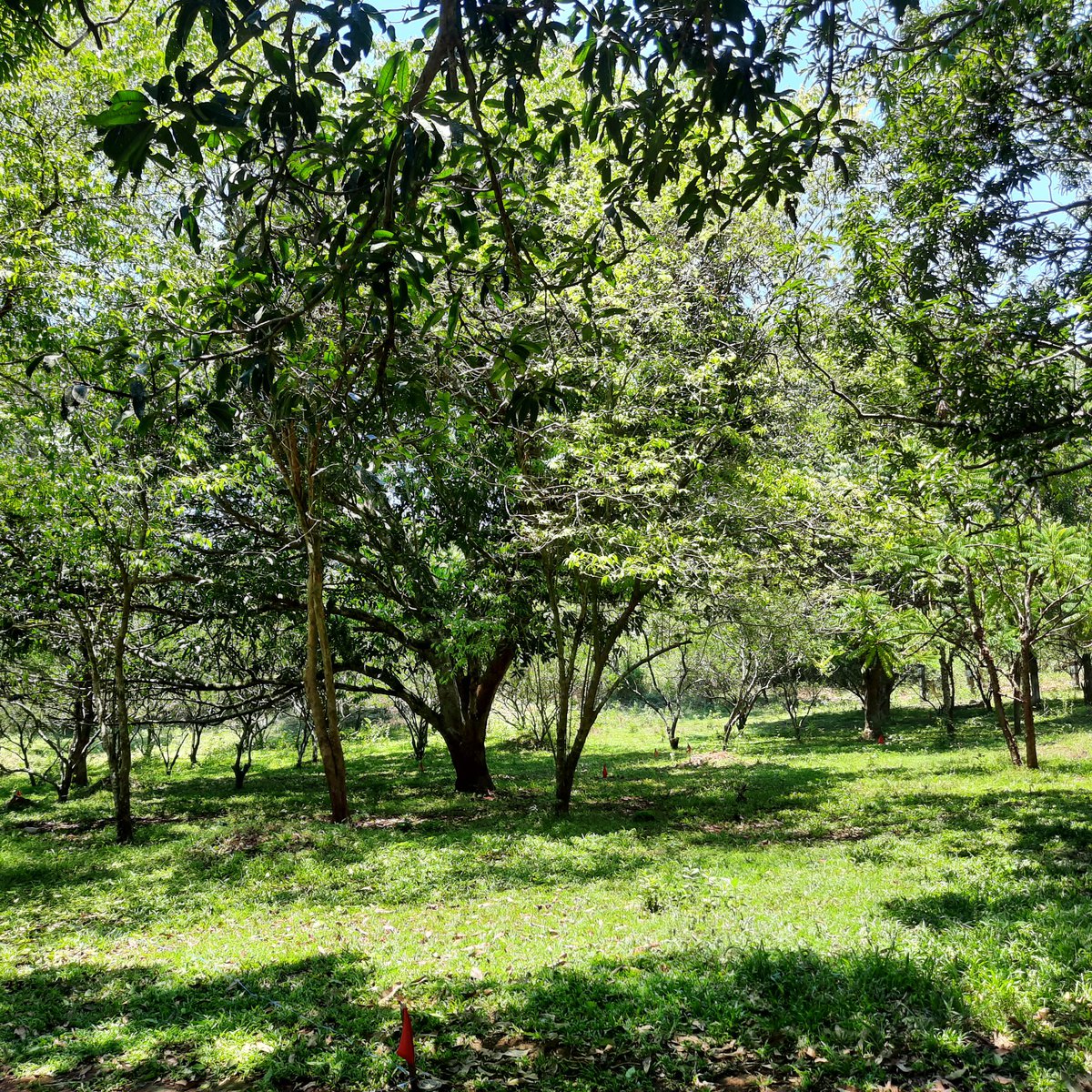 RESIDENTIAL FARM LOT IN TANAY,Morong Rizal. [Lot 🚜] (April 2024) in