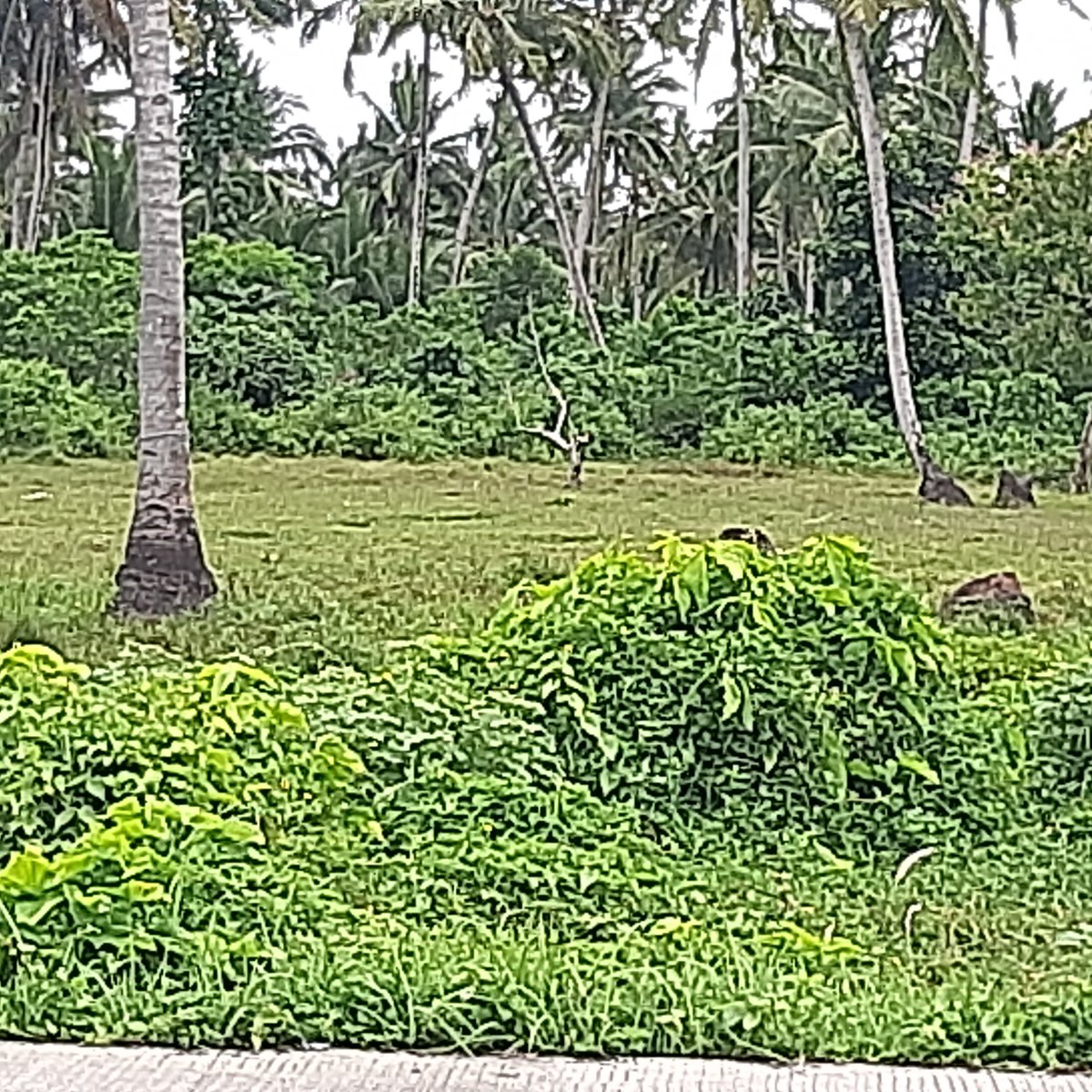 150 sqm lot in this residential/ commercial area. [Lot 🚜] (August 2024