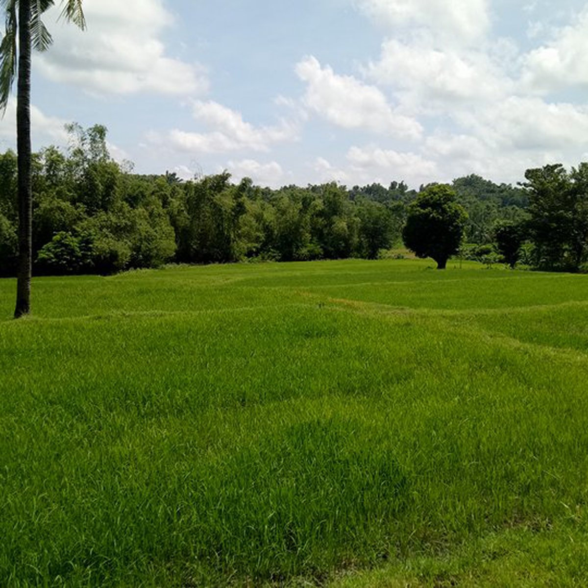 90000 sqm Agricultural Farm For Sale By Owner in Tigbauan Iloilo [Lot 🚜