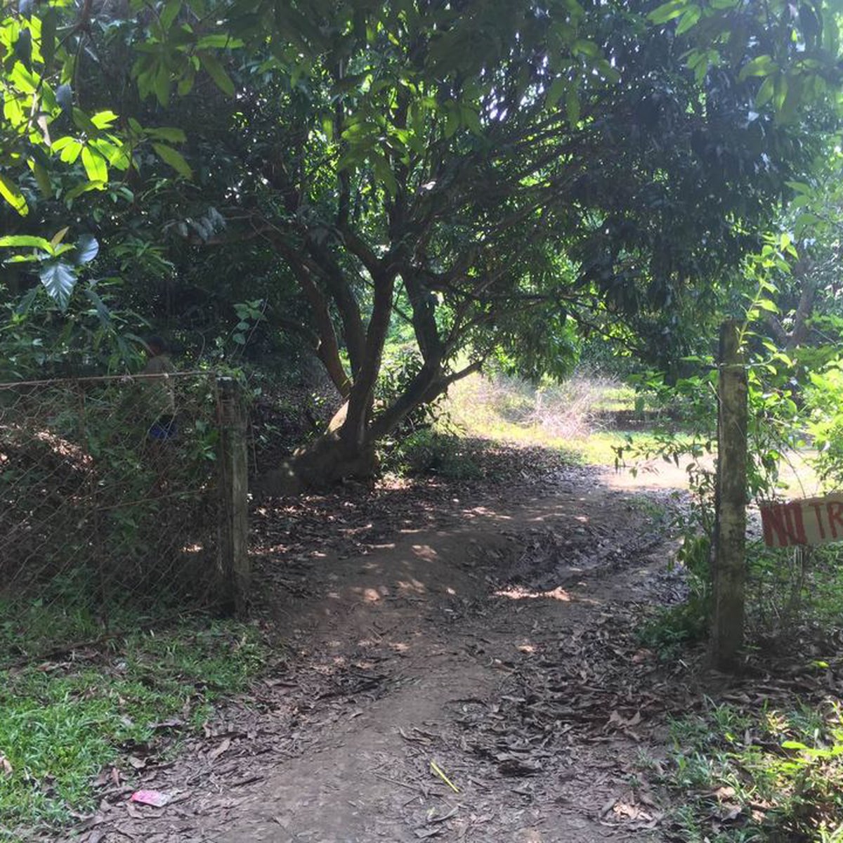 Mango Farm for sale read description below [Lot 🚜] (August 2024) in