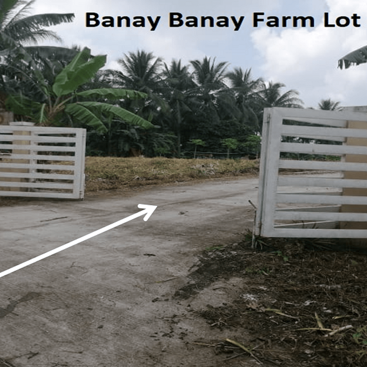 Residential Farm Lot Amadeo Cavite [Lot 🚜] (February 2022) in Amadeo