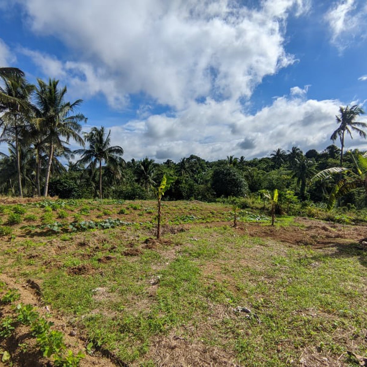 Residential Farm For Sale in Amadeo Cavite [Lot 🚜] (January 2023) in