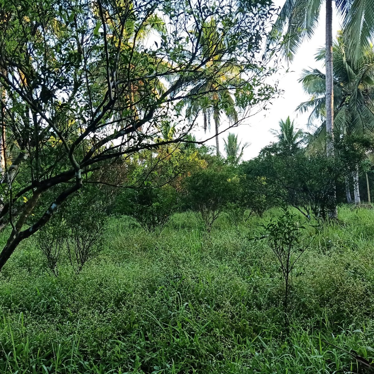 691 sqm Farm Lot For Sale in Dolores Quezon [Lot 🚜] (January 2023) in