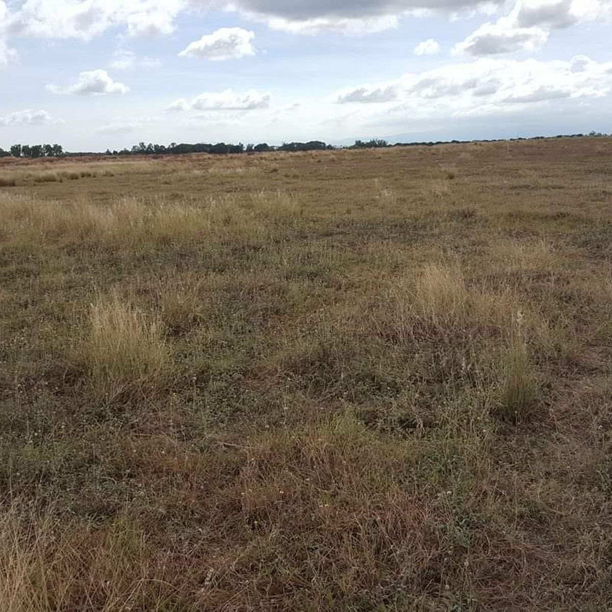 RAW LAND WITHIN AGROINDUSTRIAL ZONE IN PAMPANGA NEAR MUNICAPAL HALL [Lot 🚜] (August 2024) in