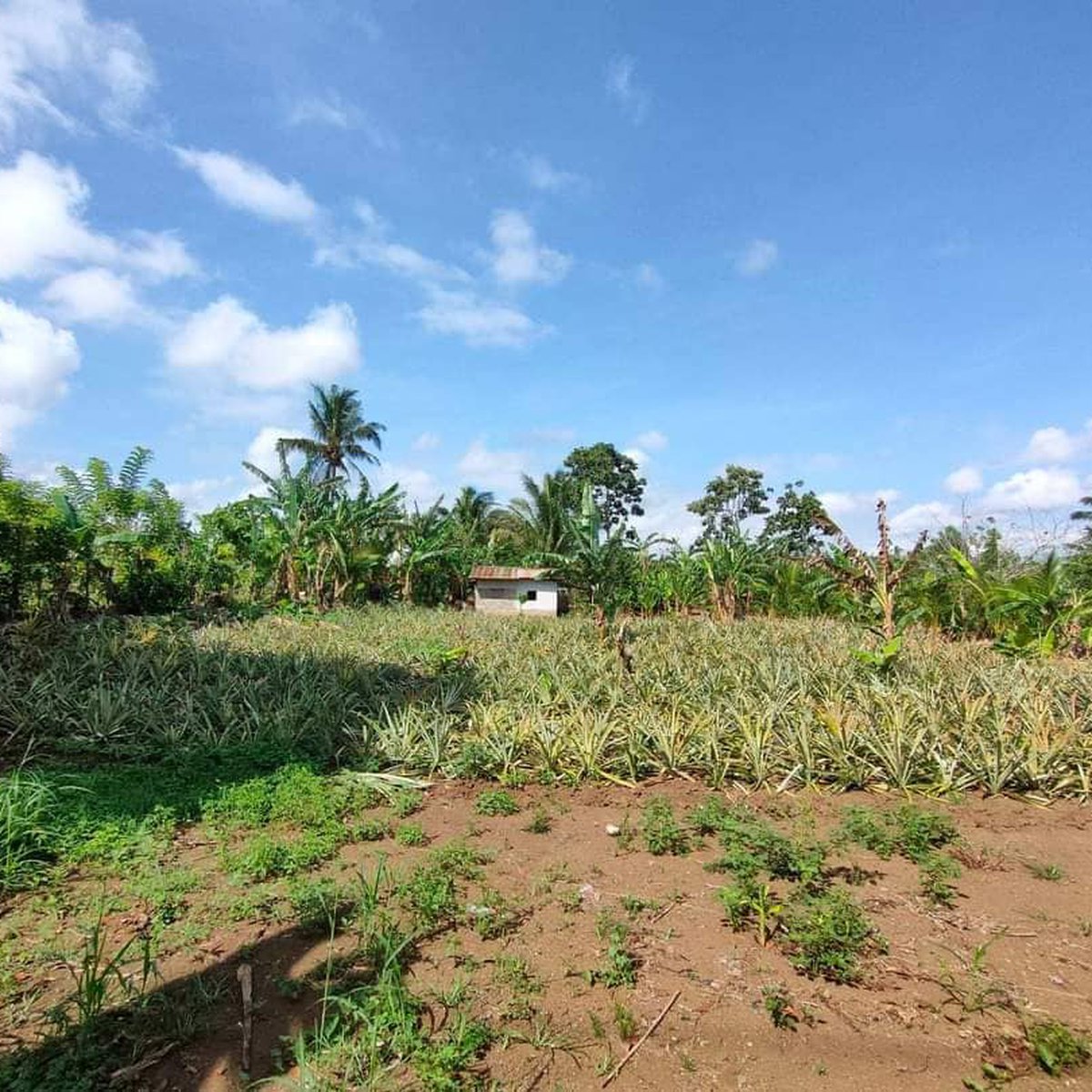 150 sqm Residential Farm For Sale in Amadeo Cavite [Lot 🚜] (October