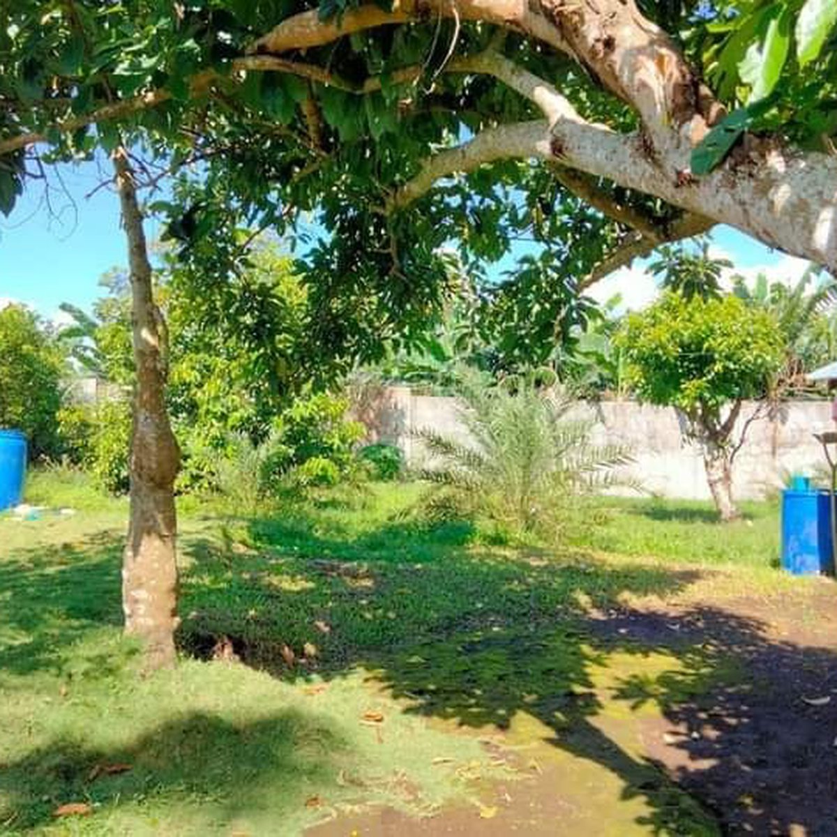 2000 sqm Residential Farm For Sale in Naga Camarines Sur [Lot 🚜] (May