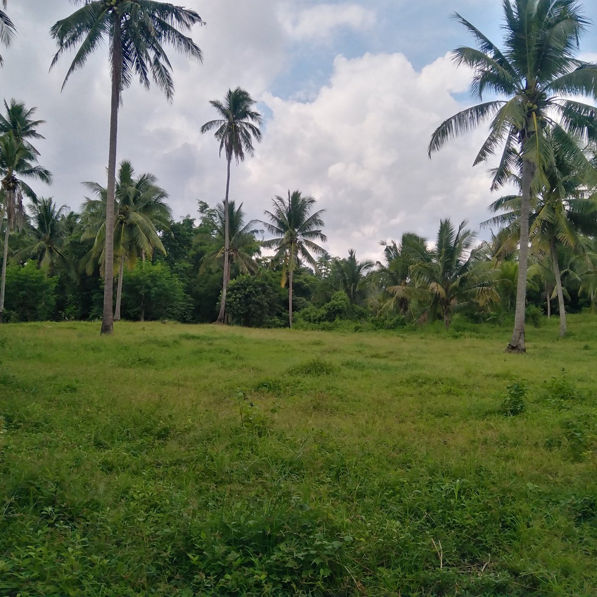 4500SQM Titled Land for sale near Tagaytay at Calaca city Batangas [Lot ...