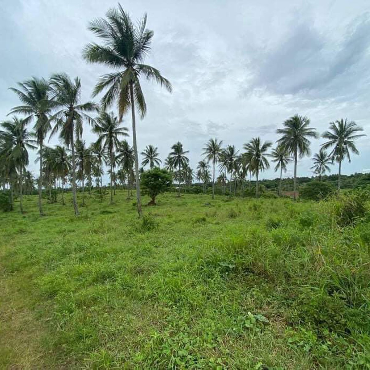 12 HAS Raw land BIG FRONTAGE low cost housing / farm clean titles