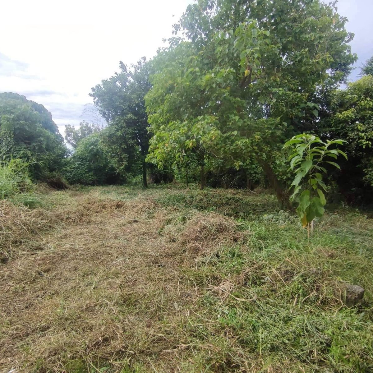 Residential Lot For Sale in Liloan, Cebu [Lot 🚜] (November 2022) in