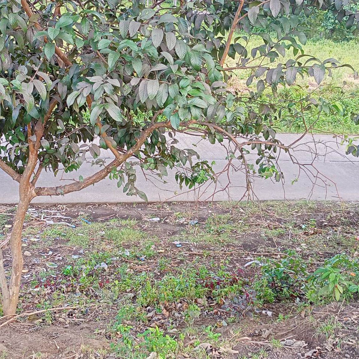 6,009 sqm Residential Farm For Sale in Calaca Batangas [Lot 🚜] (November 2023) in Calaca