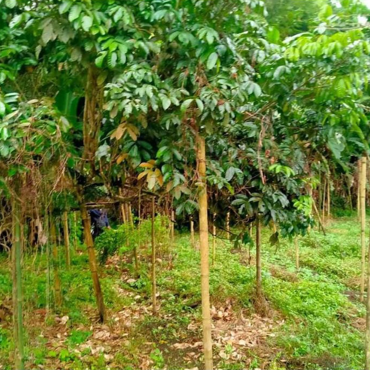 Residential Farm For Rent and Sale in San Pablo Laguna [Lot 🚜] (October