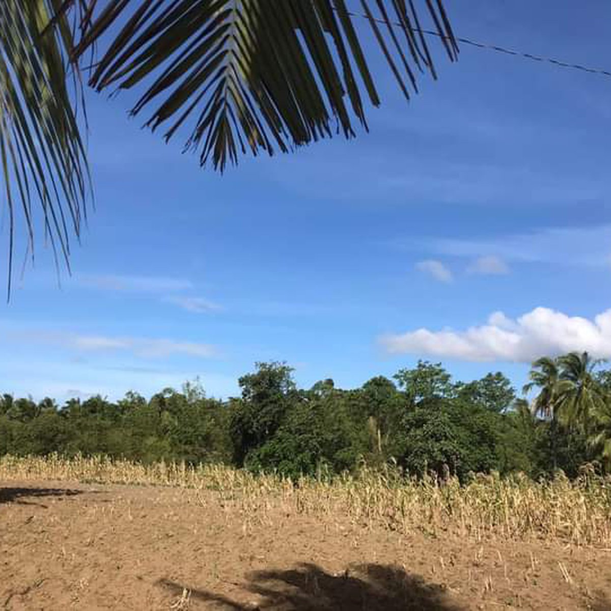 Farm lot with existing fruit bearing trees [Lot 🚜] (October 2023) in