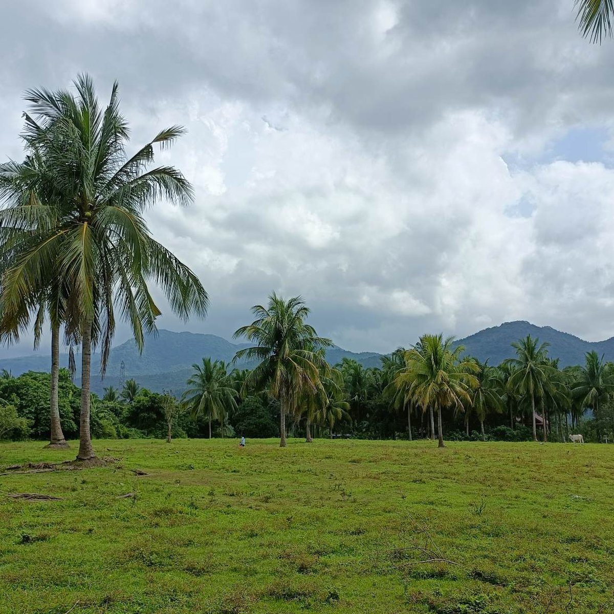 9,195 sqm AgriFarm For Sale in San Pablo Laguna CP no