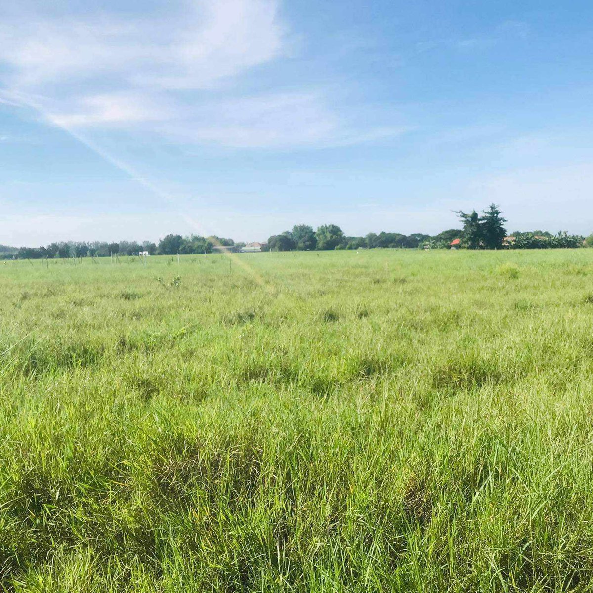 FOR SALE FARM LOT 700 SQM NUEVA ECIJA [Lot 🚜] (November 2023) in