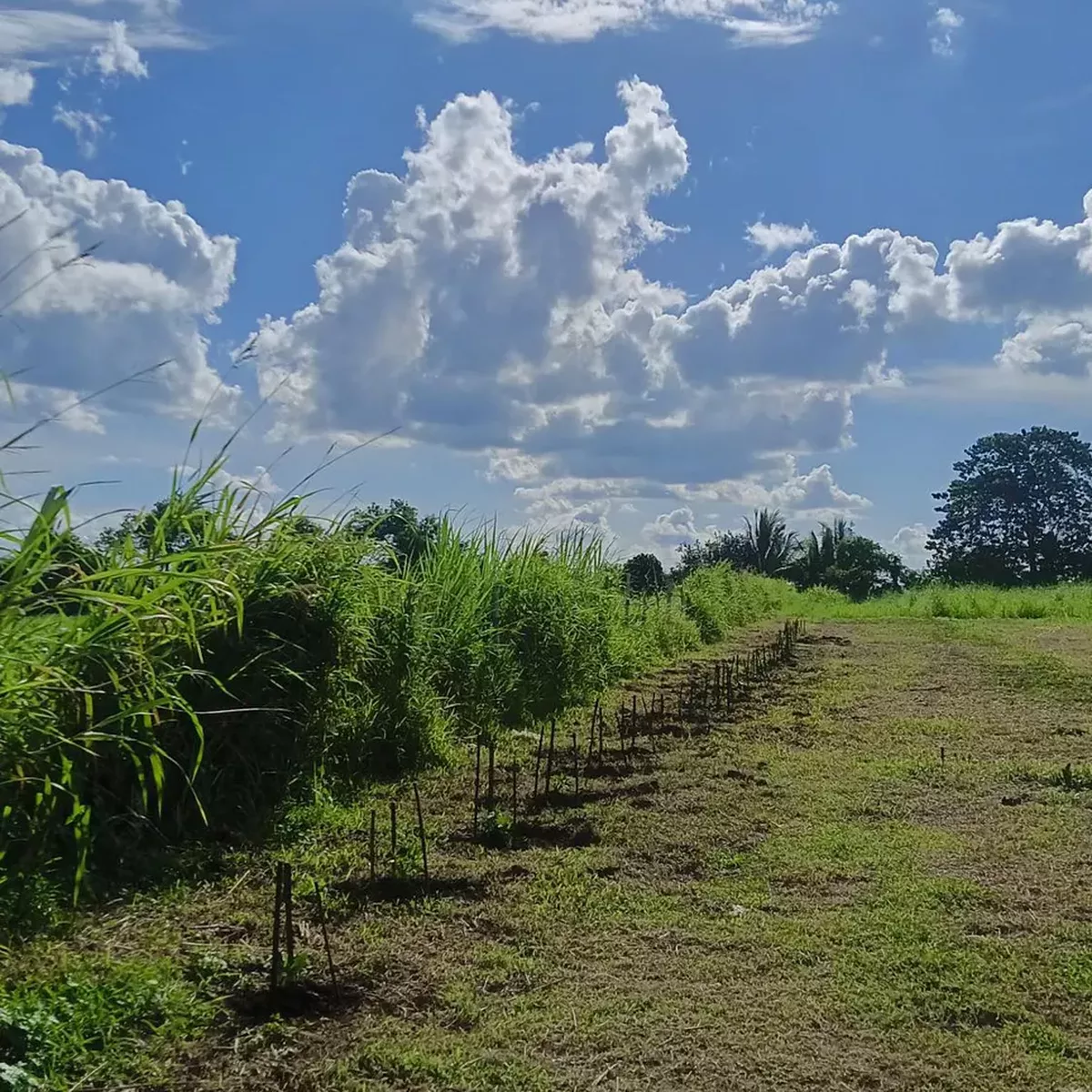 14.07 hectares Raw Land For Sale in Ormoc Leyte [Lot 🚜] (September 2023