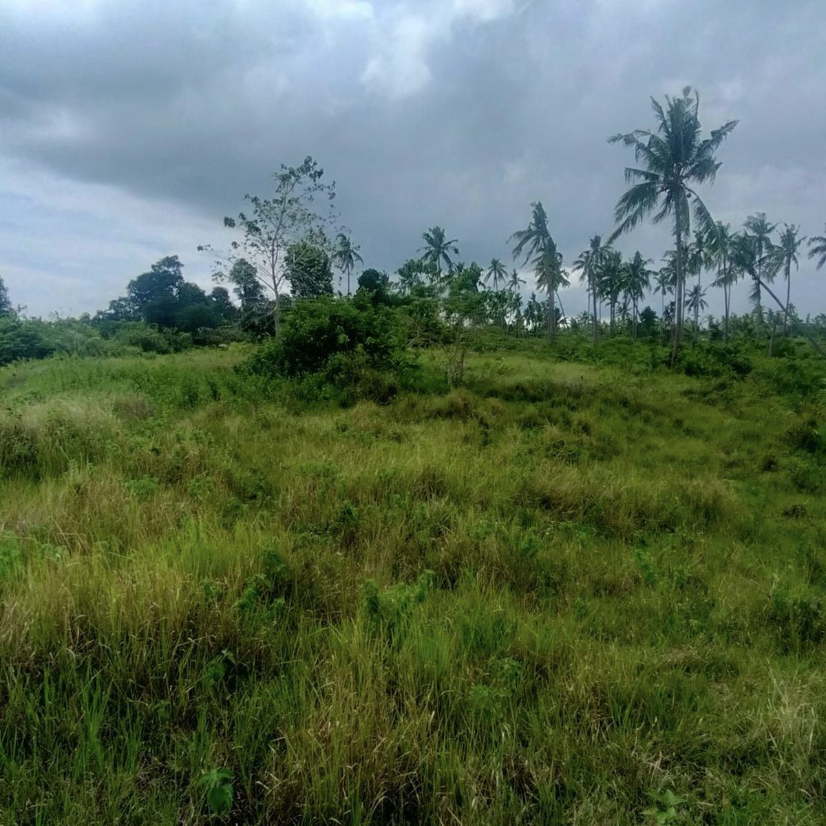 Beach/sea front property for sale Buenavista Bohol 380k net only rush