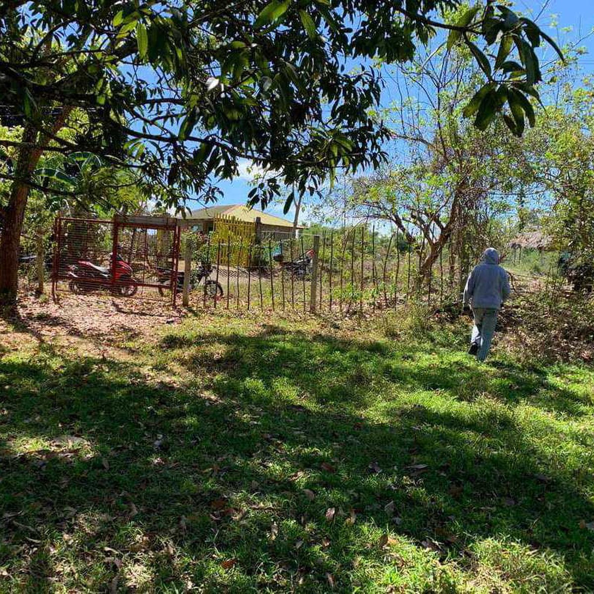 1 hectare Mango/Agricultural Farm For Sale in Umingan Pangasinan [Lot 🚜