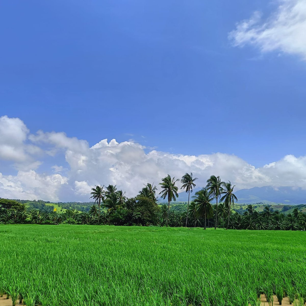 300sqm Agricultural Subdivided Farm Lot for Sale [Lot 🚜] (August 2024) in Bagac, Bataan for sale