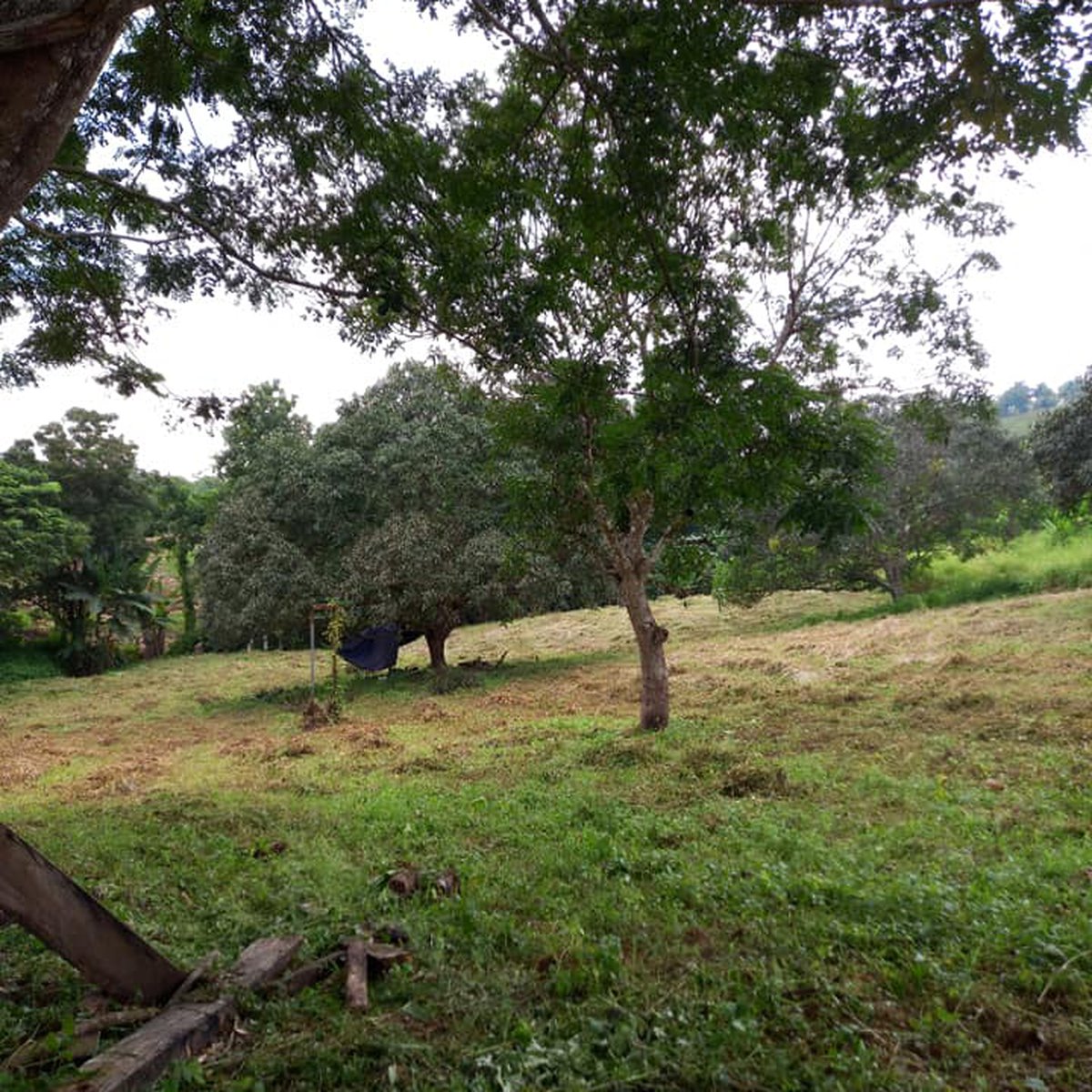 For Sale 3 Hectares Farm Lot along Brgy Road in Opol Misamis Oriental