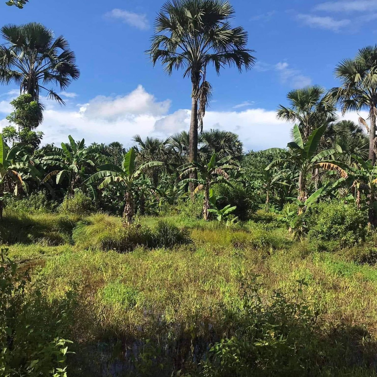 145000 sqm Agricultural Farm For Sale in Mauban Quezon [Lot 🚜] (October