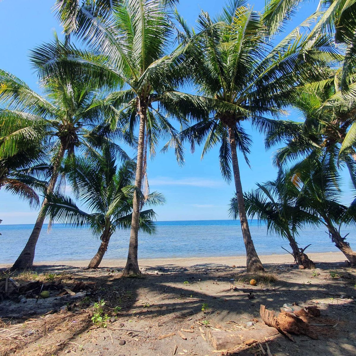 Beachfront lot 1000 sqm Titled, with resorts nearby.lots of coconuts