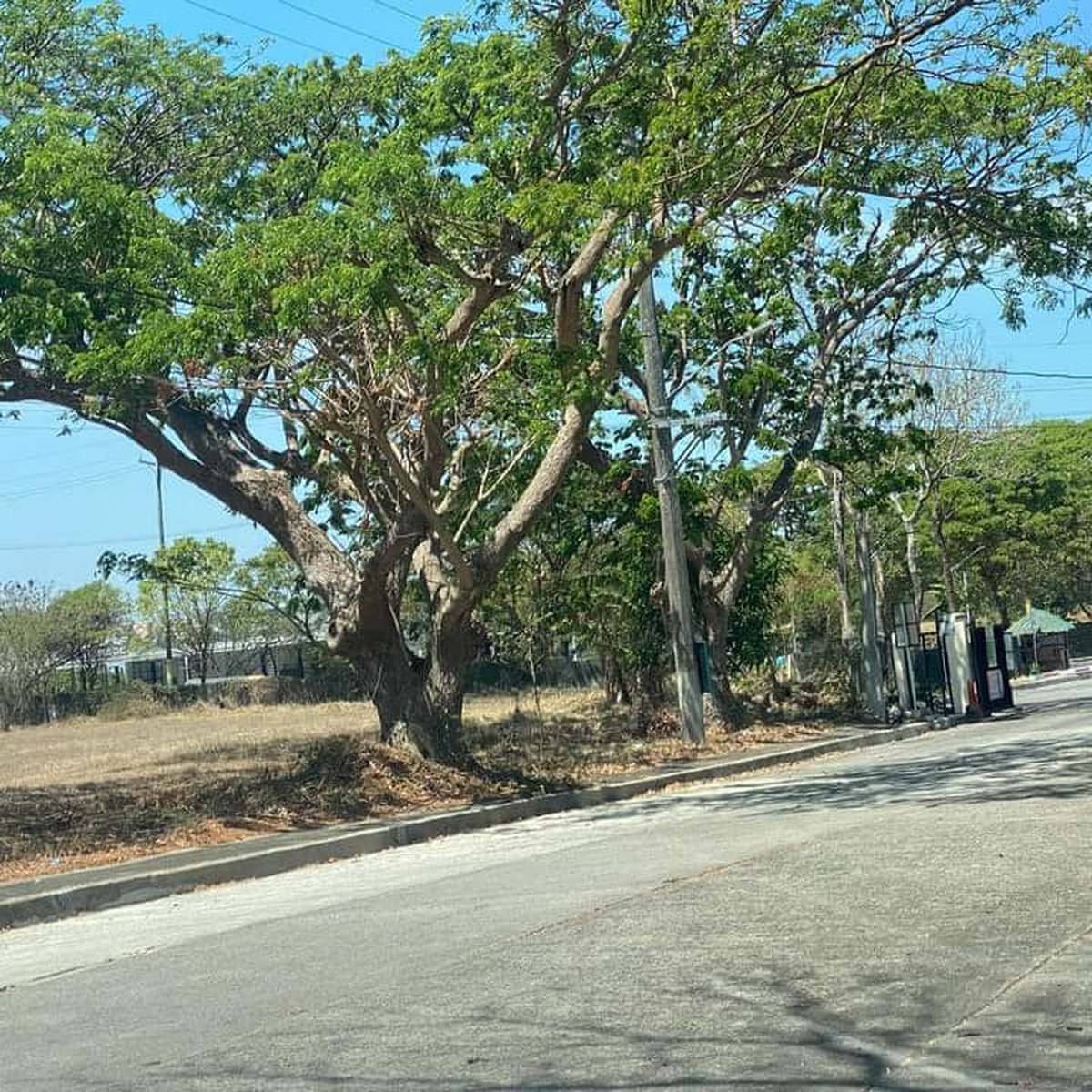 250 sqm Residential Lot For Sale in Orchard Dasmarinas Cavite [Lot 🚜